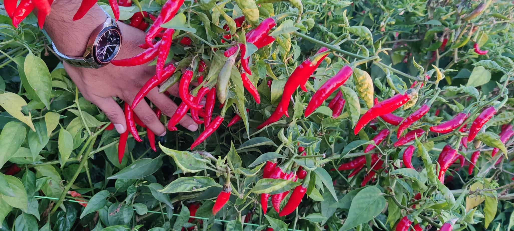 chilli