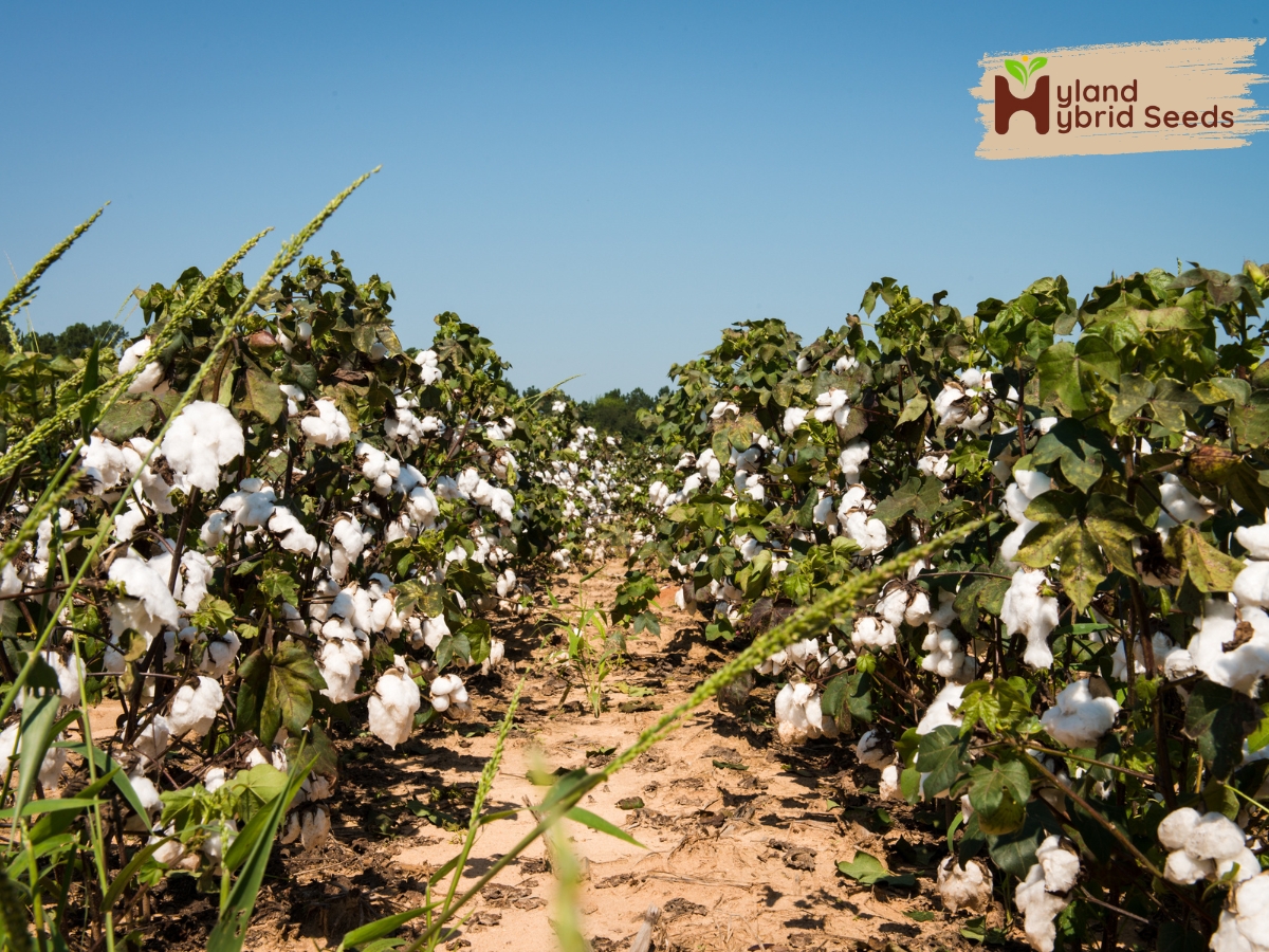 HYland cotton seeds