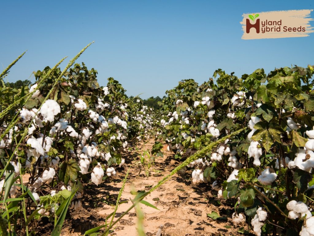 HYland cotton seeds