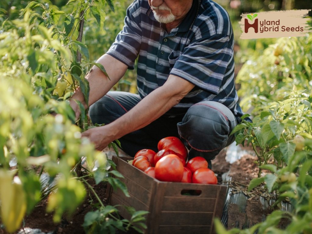 Hybrid Tomato Seeds