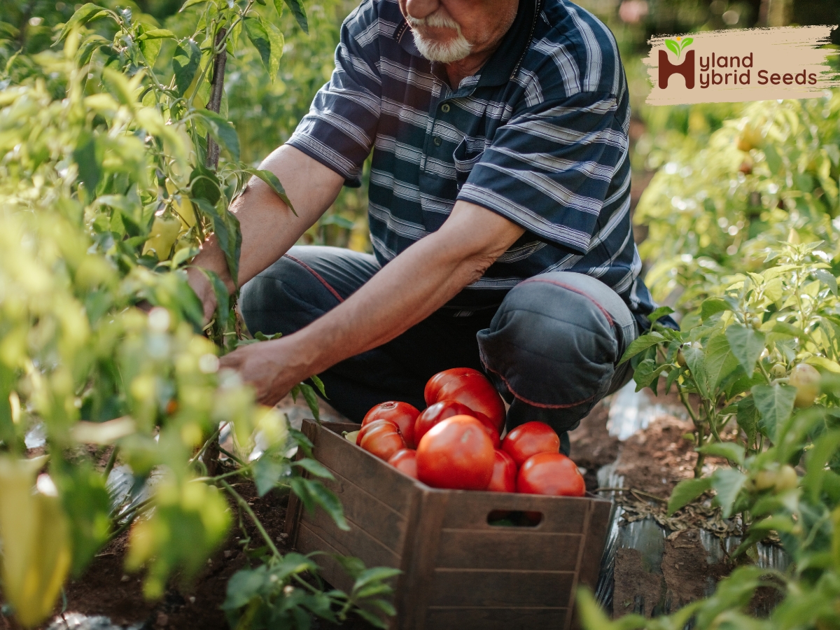 Hybrid Tomato Seeds