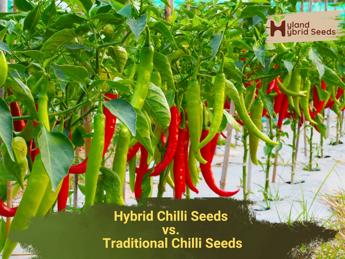 Hybrid vs Traditional Chilli Seeds
