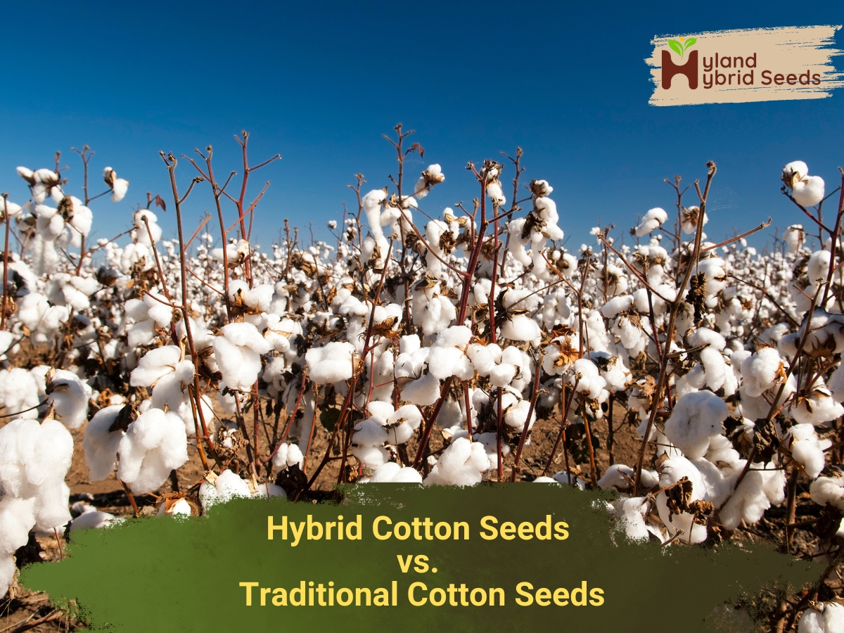 Hybrid vs Traditional Cotton Seeds