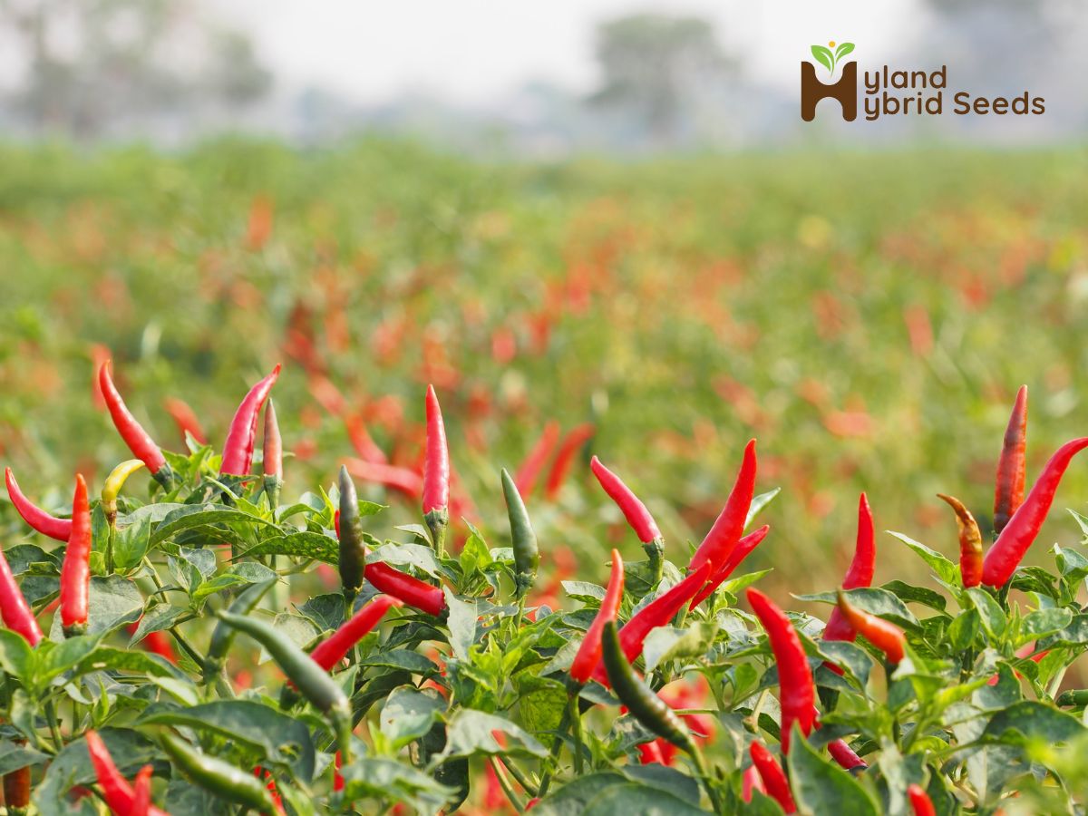 Hyland Chilli seeds