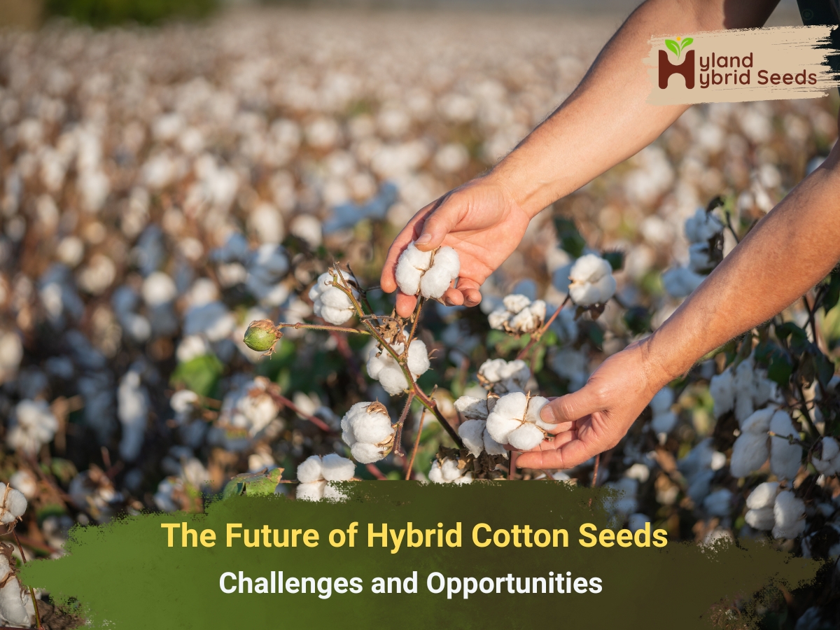 Hybrid Cotton Seeds