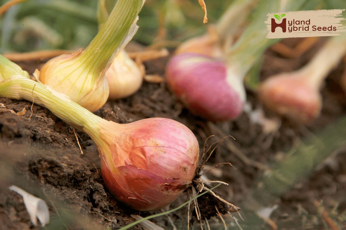 Hybrid Onion Seeds