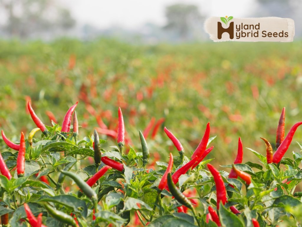 hybrid chilli seeds