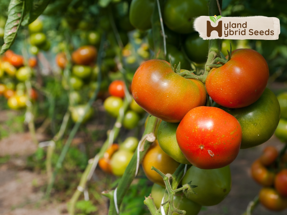 hybrid tomato seeds