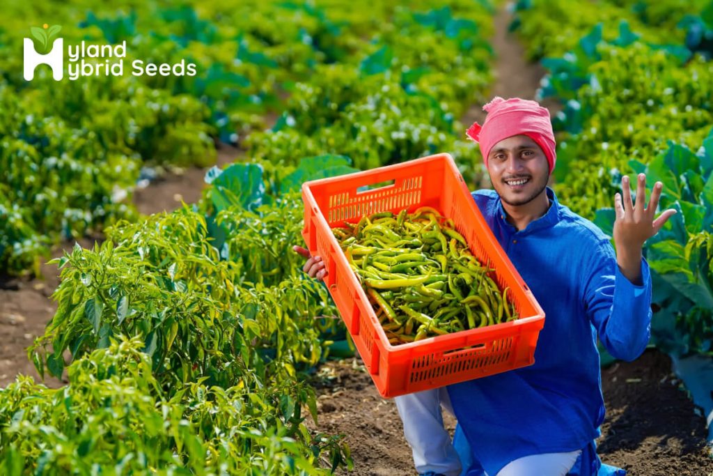 Best Chilli Seeds in India