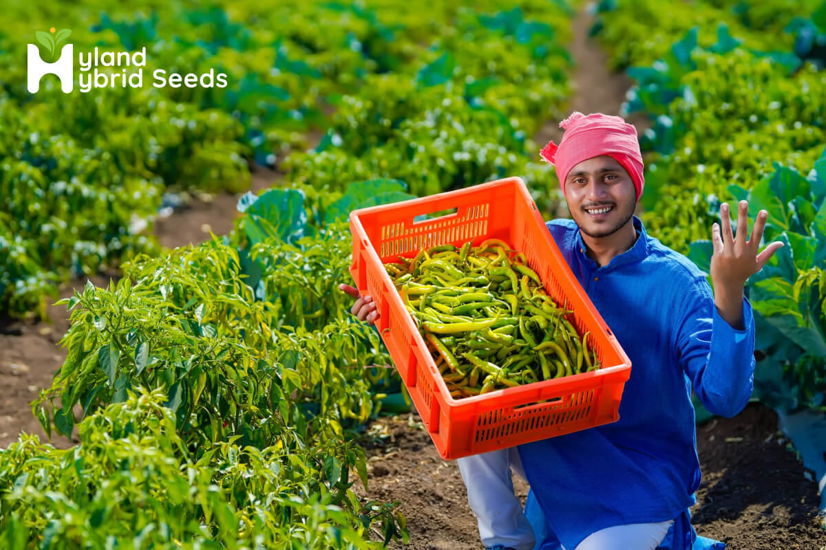 Best Chilli Seeds India