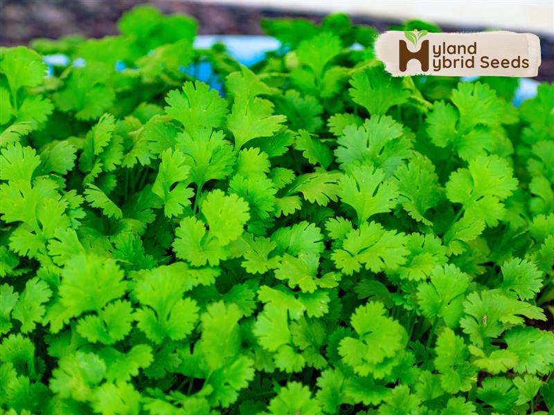 coriander from seeds