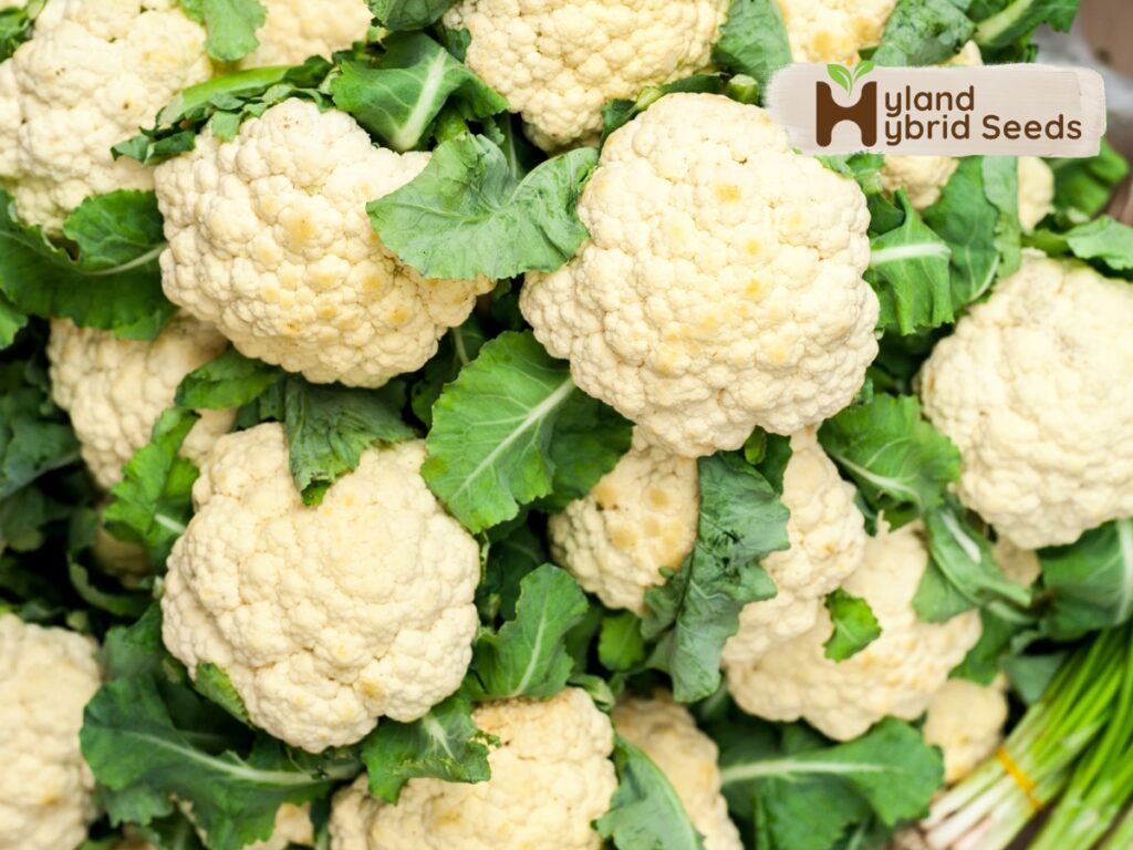 hybrid cauliflower seeds