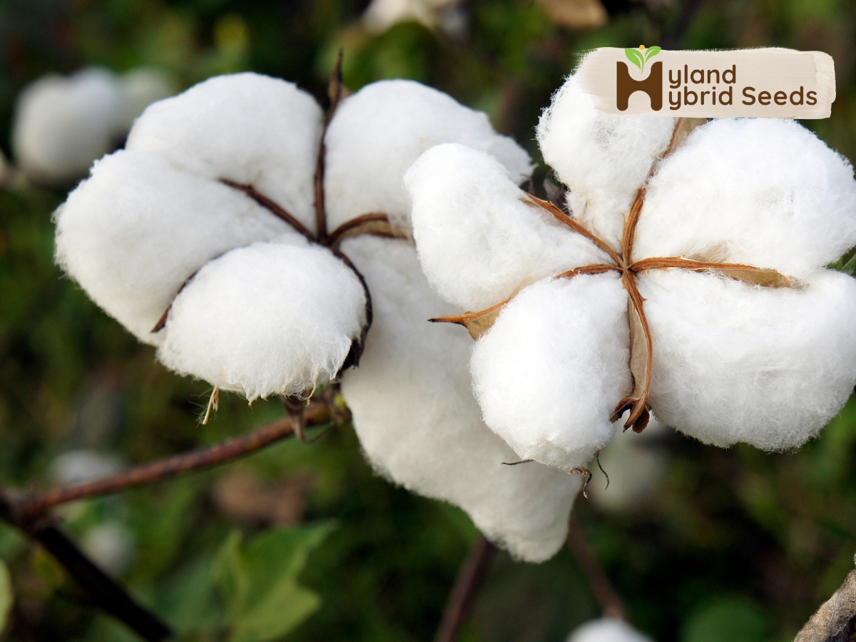 hybrid cotton seeds