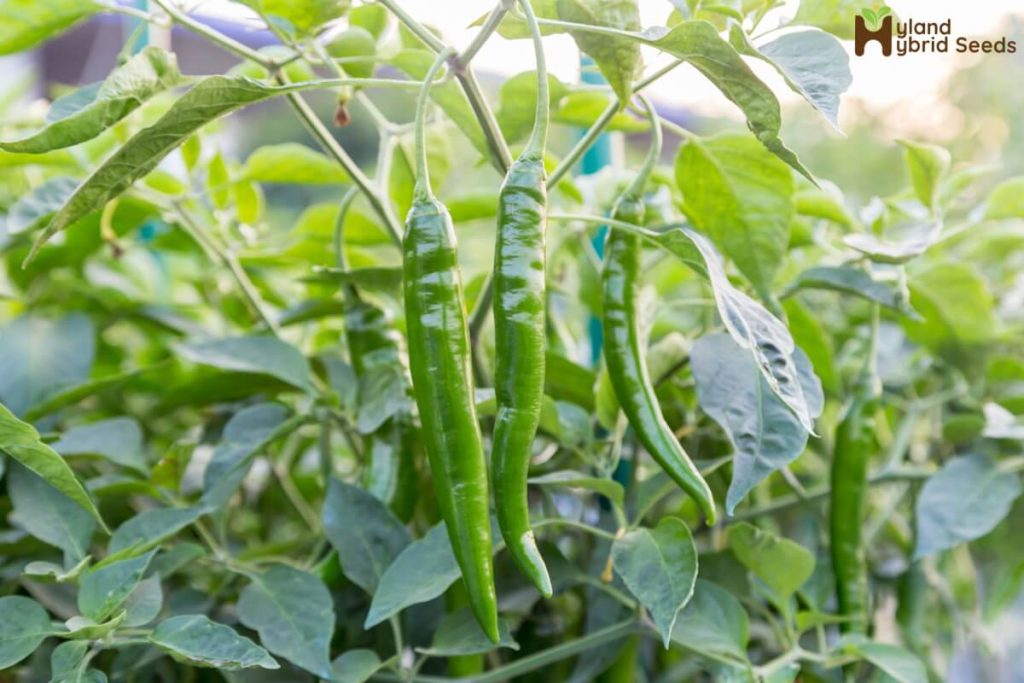 Hybrid Chilli Seeds