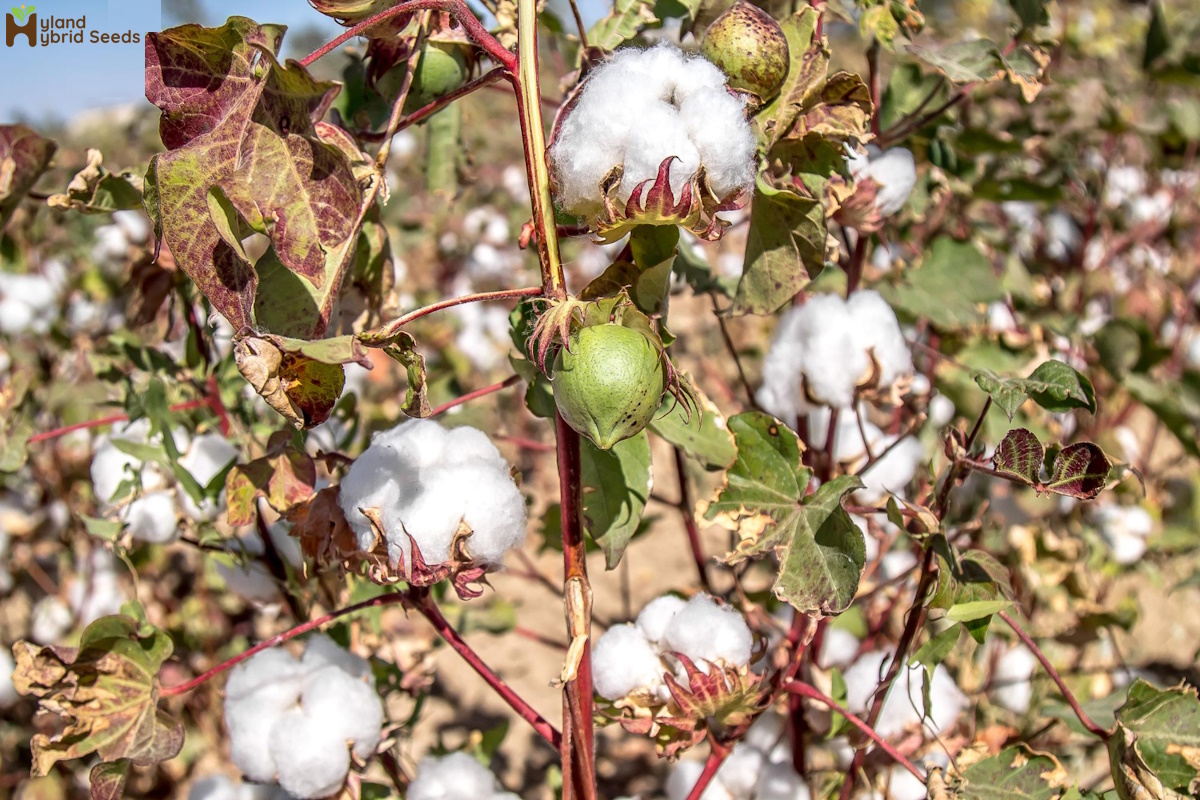 Hybrid Cotton Seeds