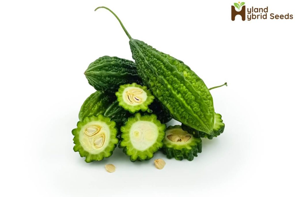 best bitter gourd seeds