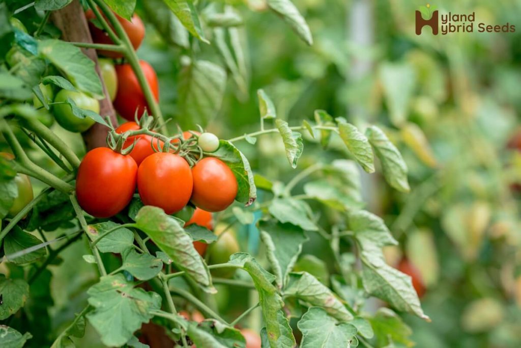 Hybrid Tomato Seeds