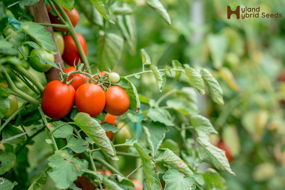 Hybrid Tomato Seeds