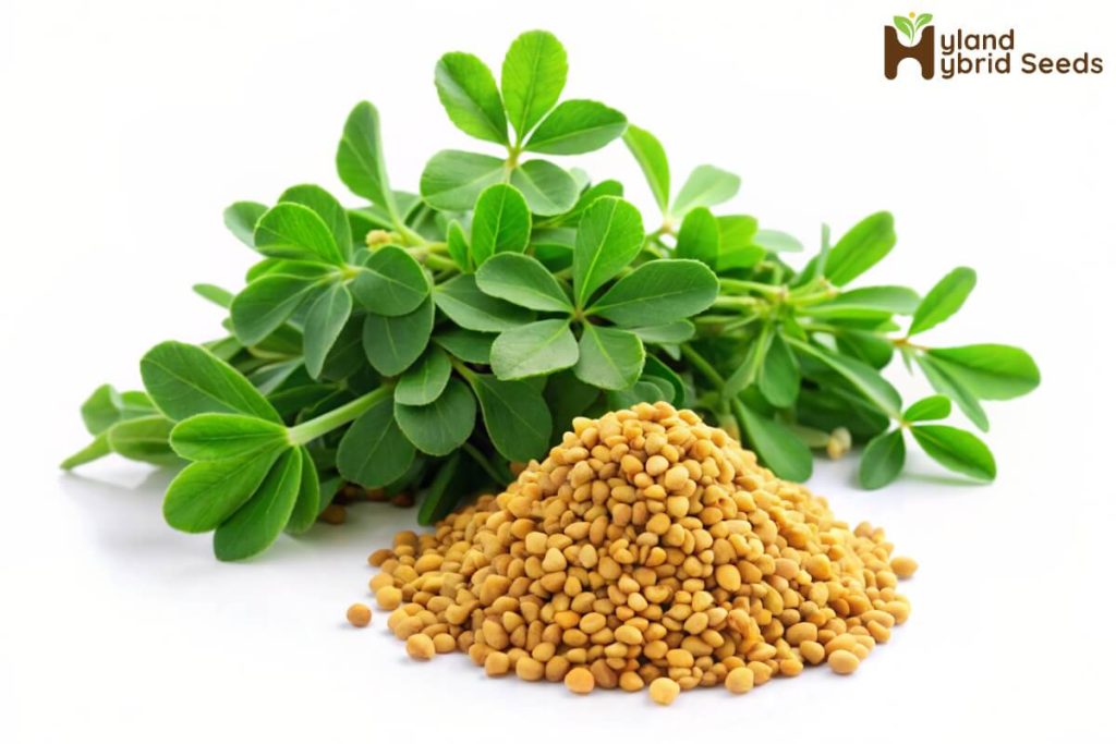 fenugreek