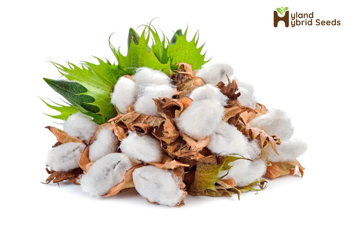 cotton seeds benefits