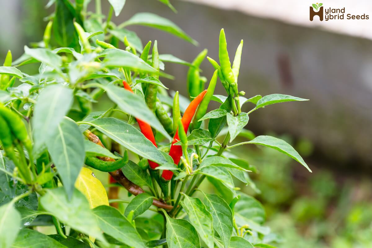 Hybrid Chilli Seeds