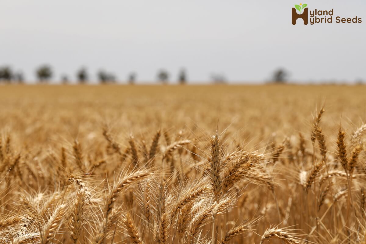 Wheat Varieties