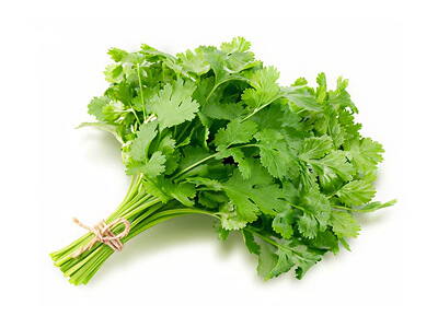 CORIANDER