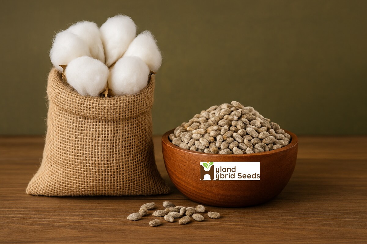 cotton seeds in gujarat