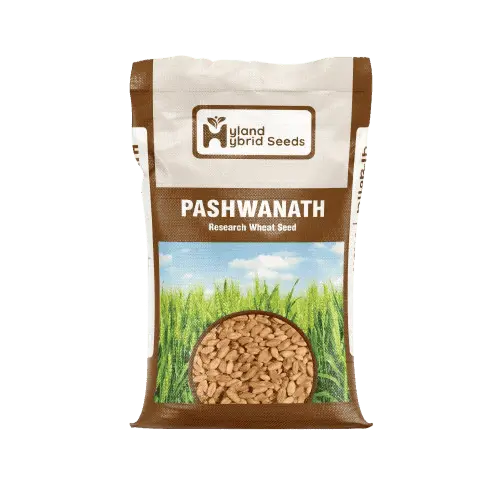 पाश्वनाथ हाइब्रिड गेहूं के बीज