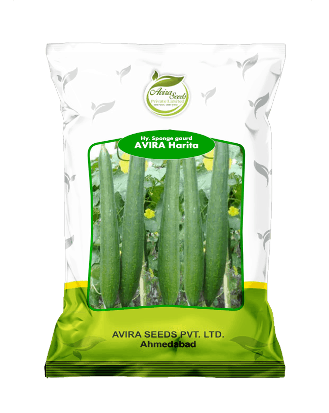 गिलकी हरिता1