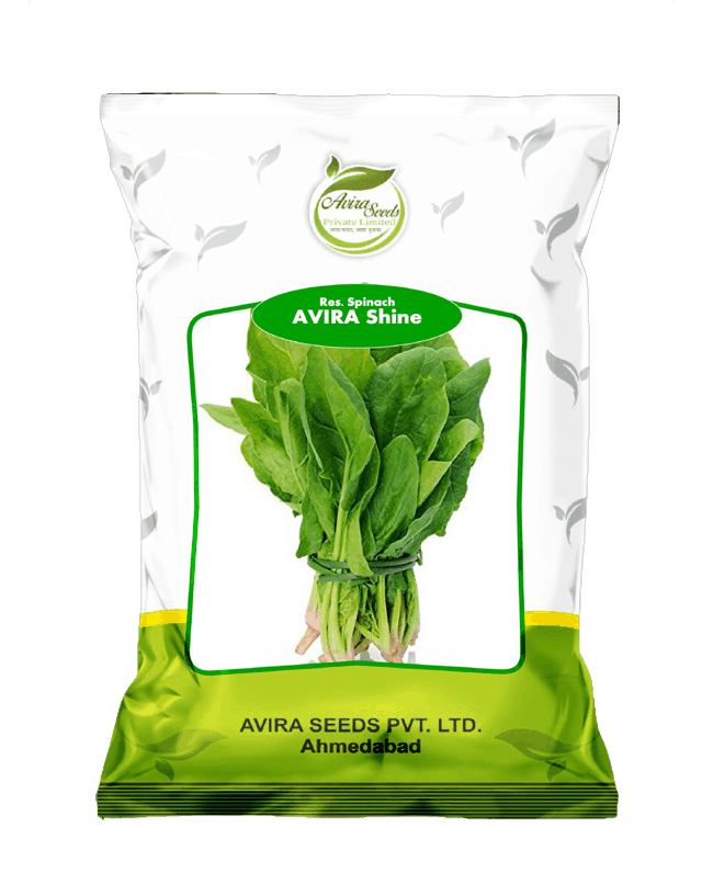 अविरा शाइन