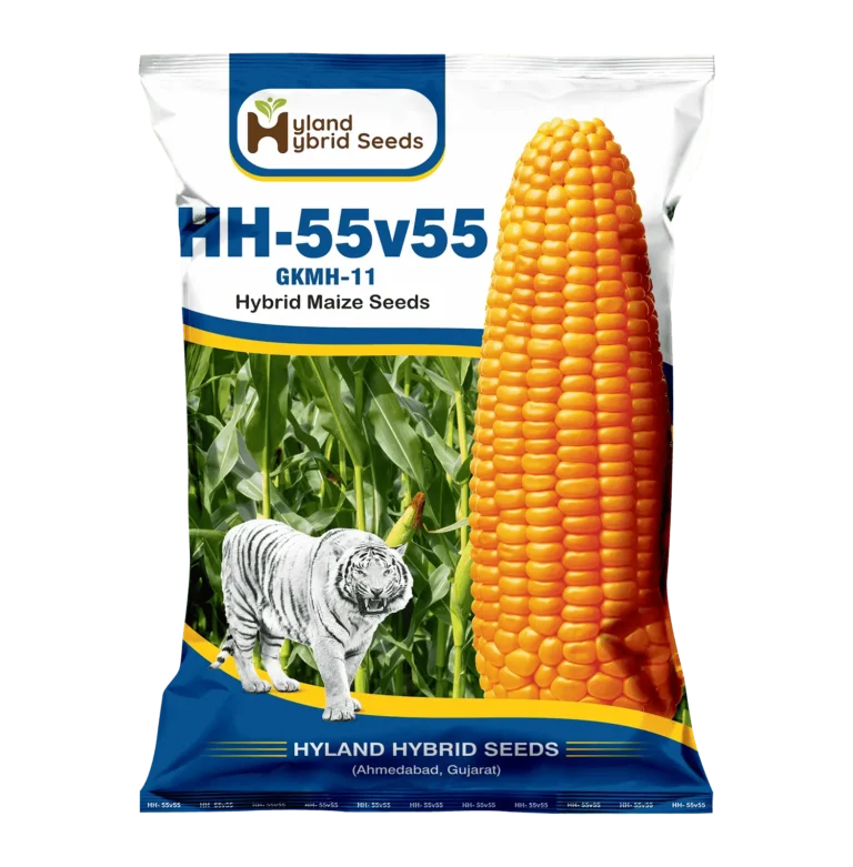 HH-55V55 हाइब्रिड मक्का बीज